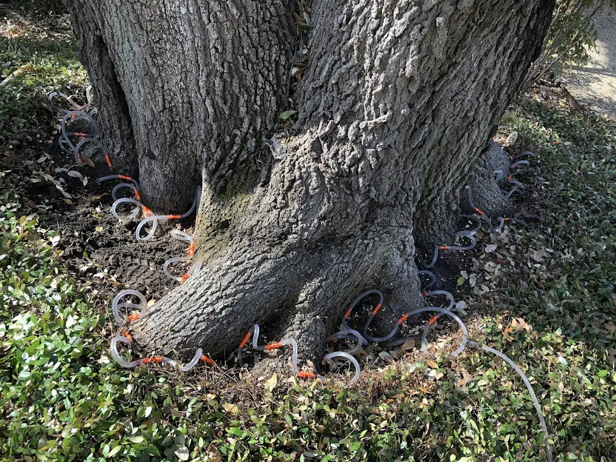 Detailed Tree Cabling and Bracing job site in Rodeo