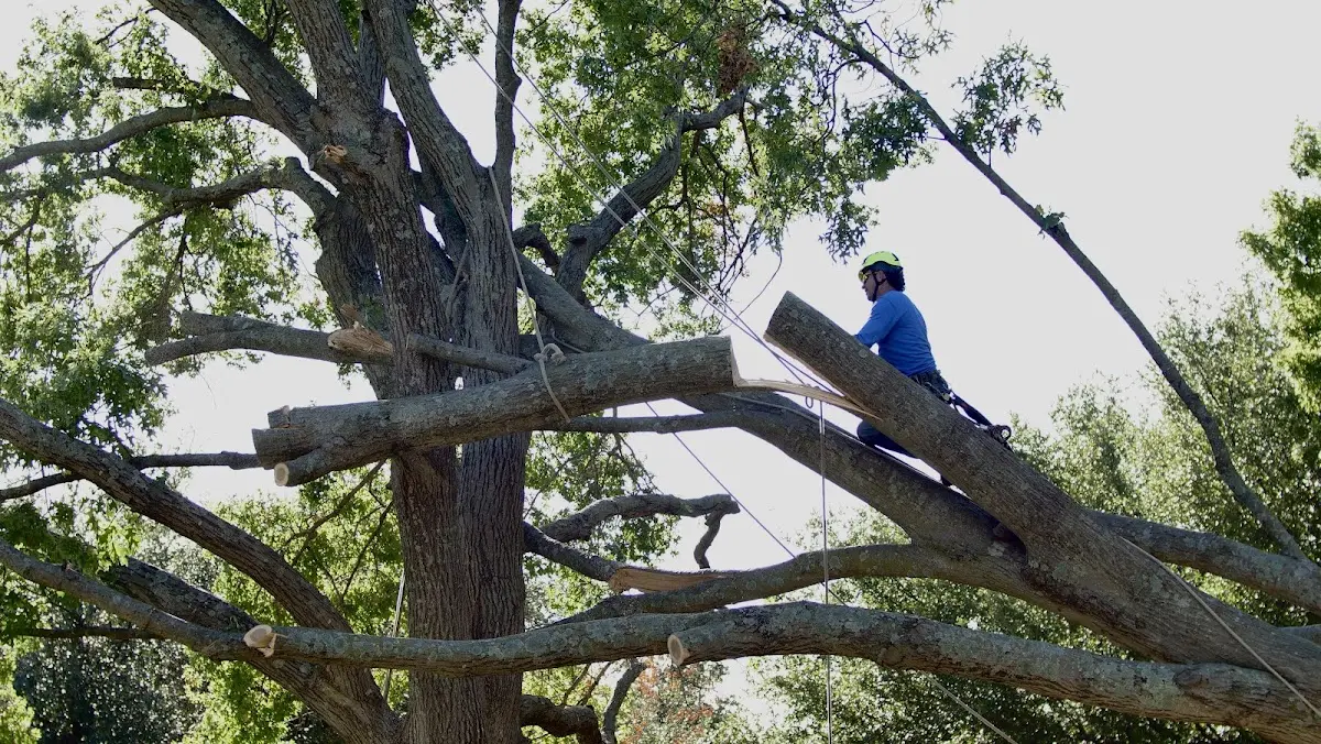 Professional Crown Thinning performed by certified arborists in Rodeo