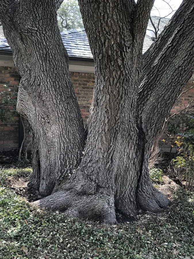Mature heritage tree close to a Rodeo property cared for by certified arborists